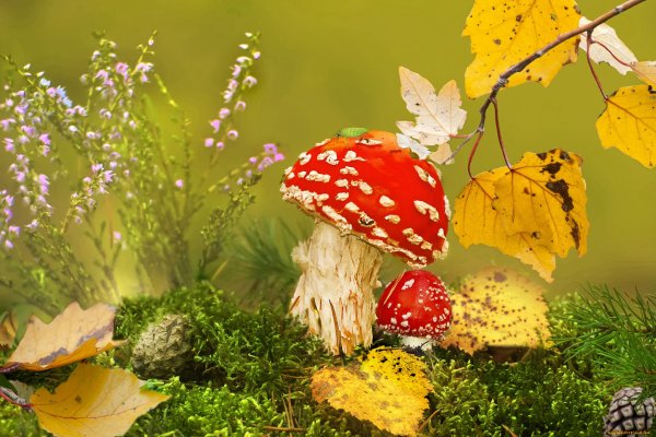 Осень грибы мухоморы