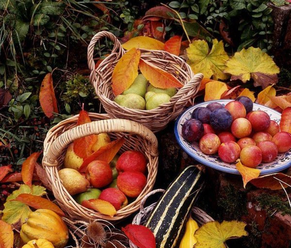 Дары осени овощи и фрукты