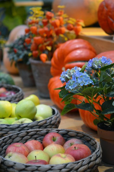 Дары осени овощи и фрукты