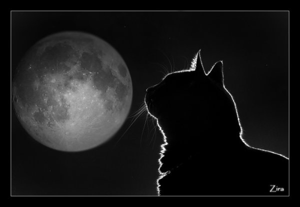 Котенок воет на луну