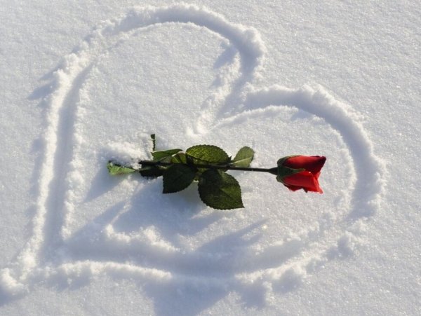 Сердце из роз на снегу
