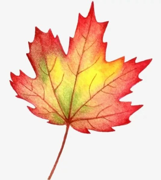 Кленовый лист рисунок