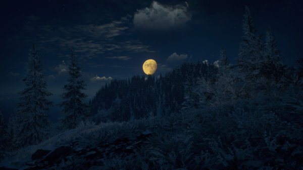 Ночь лес Луна