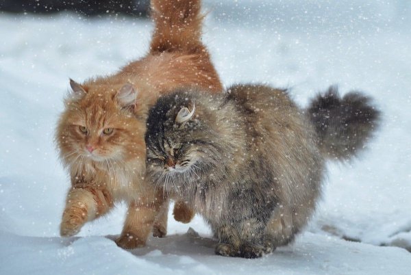 Зимние коты