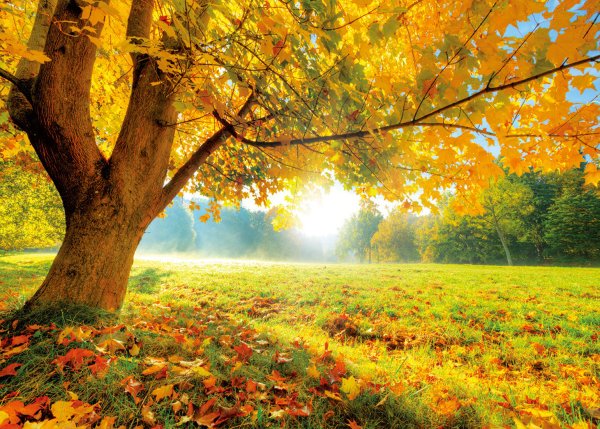 Осенняя Поляна