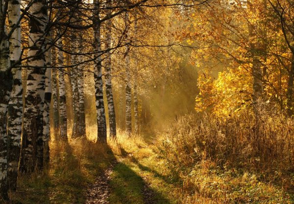 Ранняя осень в лесу