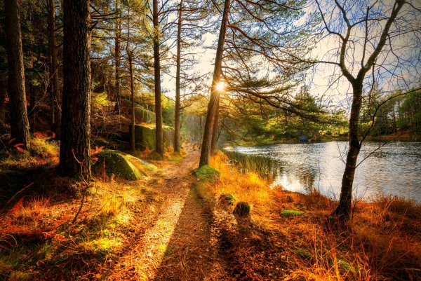 Осенний лес