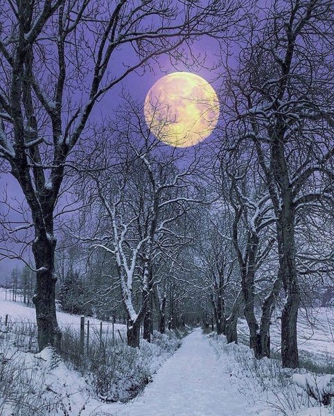Лунная ночь зимой