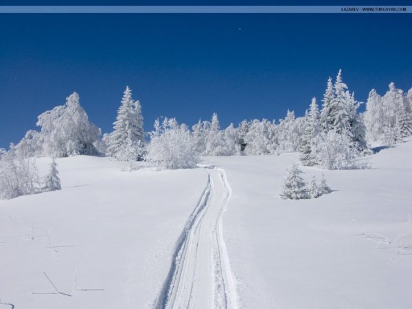 Снежная равнина и лес зимой