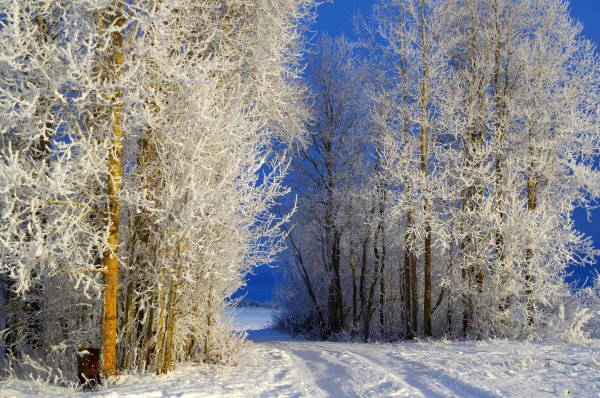 Зимний пейзаж иней