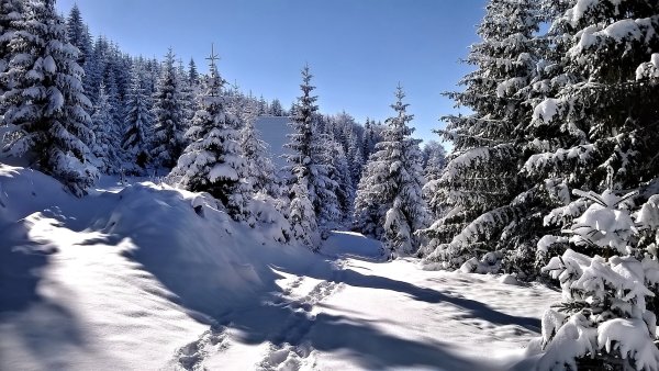 Зимний еловый лес