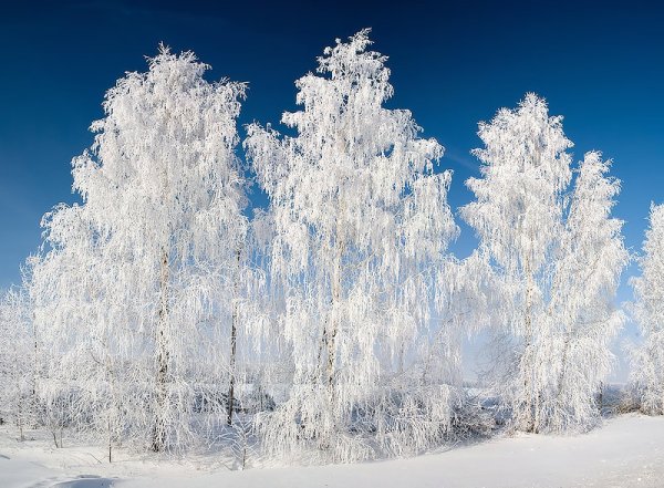 Иней покрыл деревья