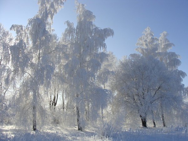Иней в лесу зимой