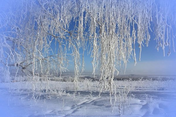 Ветка березы зимой
