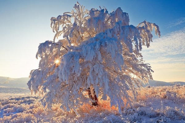 Зимние деревья