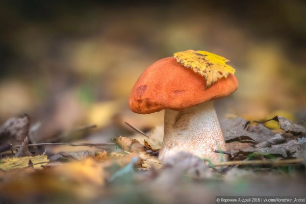 Гриб с осенним листиком