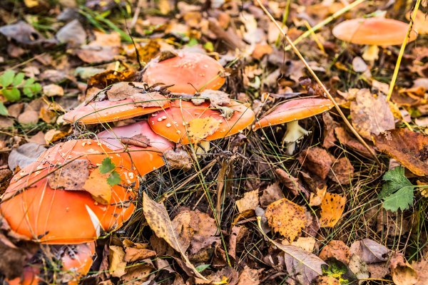 Грибы осенью в лесу