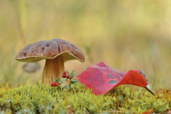 Осенние грибы