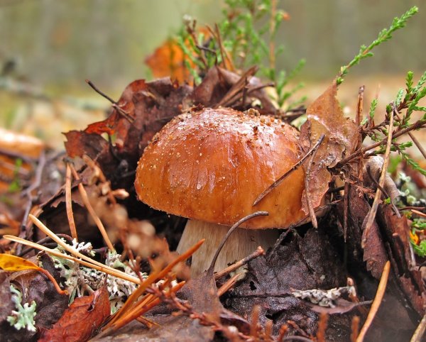 Осень грибы