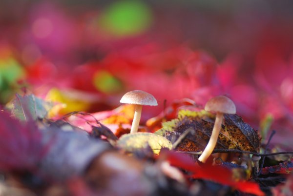 Красивая осень макро