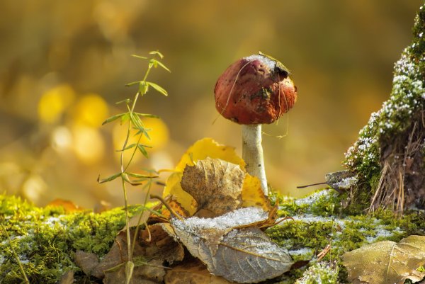 Грибы осенью