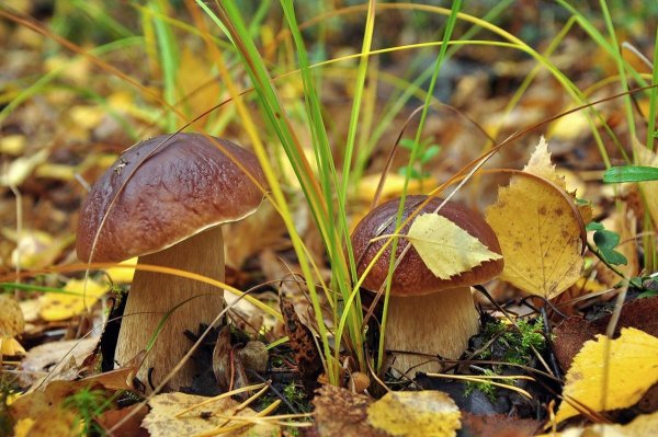 Осенний грибной лес