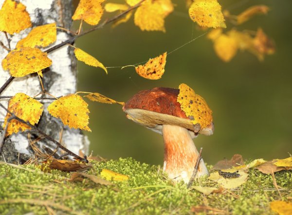 Грибы в осеннем лесу