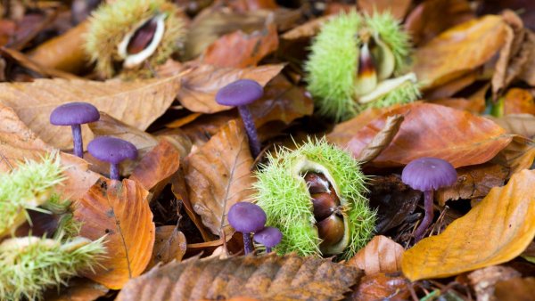 Каштановый лес