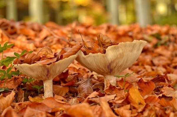 Грибы в осеннем лесу