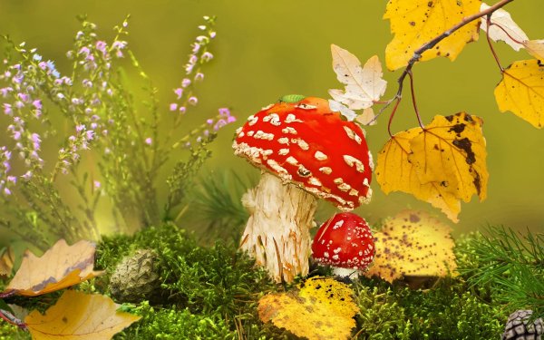 Осень грибы мухоморы