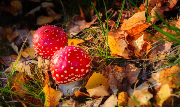 Осень грибы мухоморы