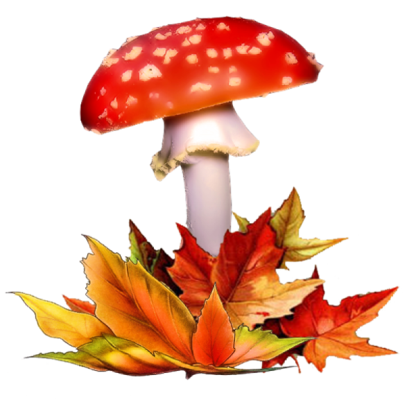 Осенние грибочки для детей