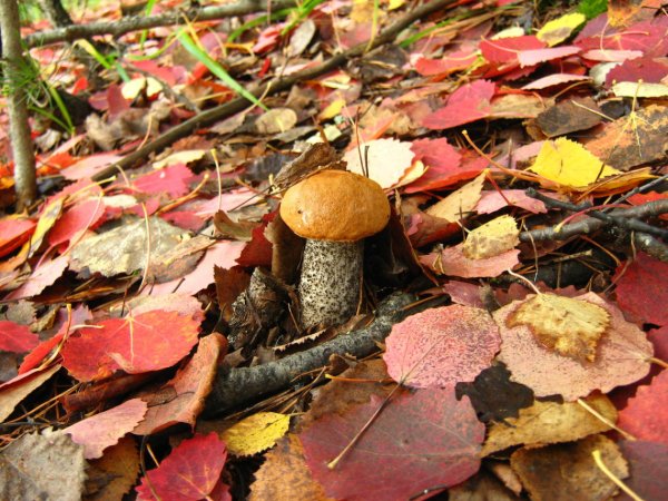Подберезовик осенний
