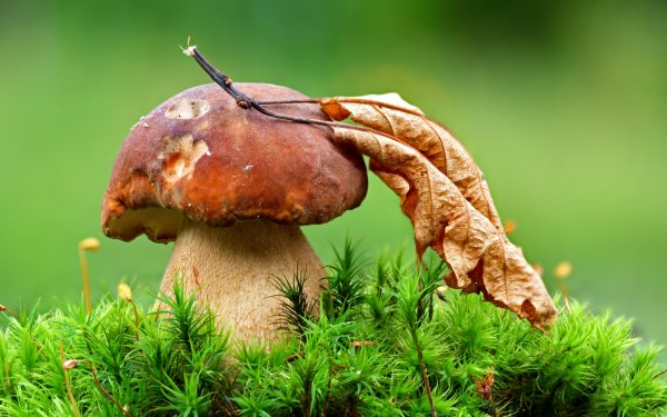 Осень грибы