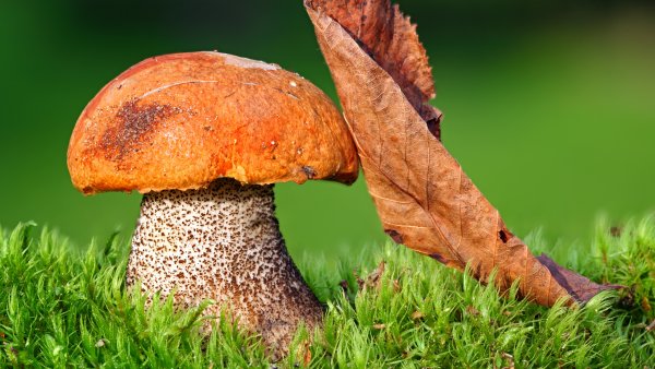 Подосиновик шляпка