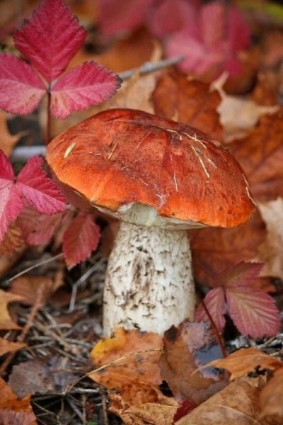 Подосиновик осенний