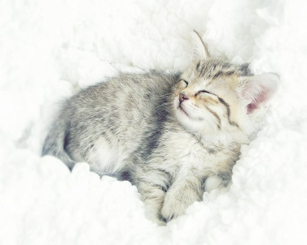 Котенок в снегу