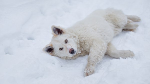Самоедская лайка