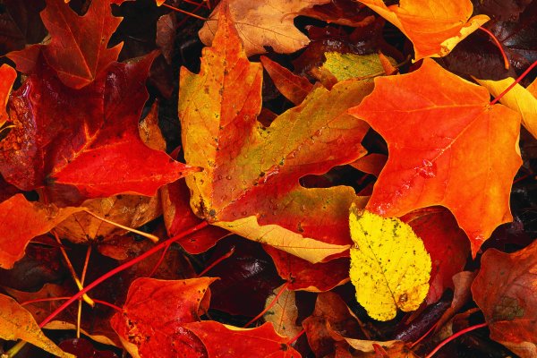 Опадают желтые листья