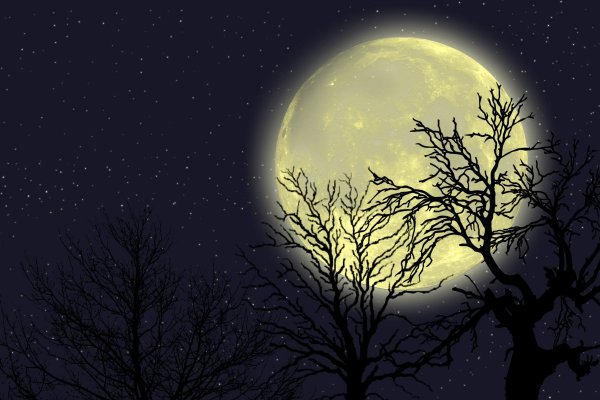 Лунные деревья