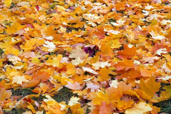 Ковер из осенних листьев