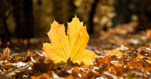 Осень листва