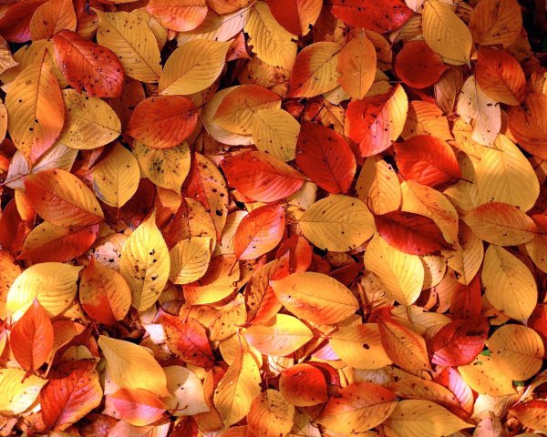Упавшие листья