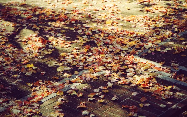Опавшая листва
