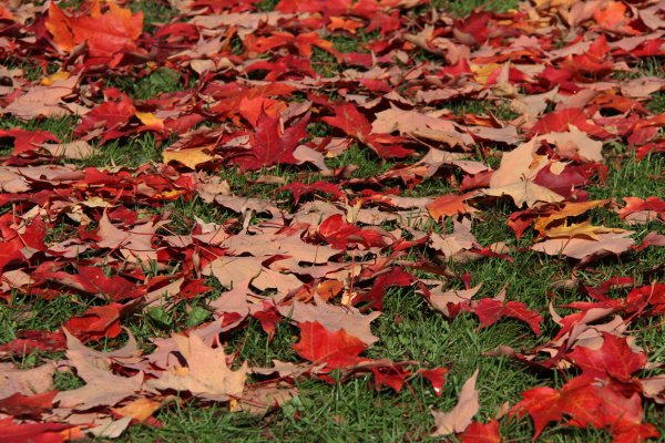 Опавшие кленовые листья