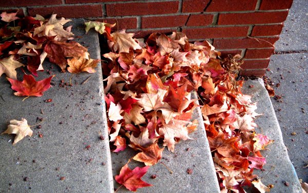 Много листьев