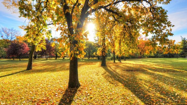 Красивая осень