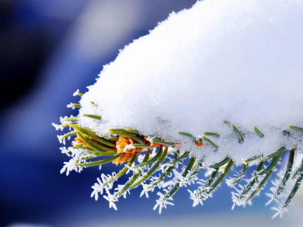 Ветки в снегу