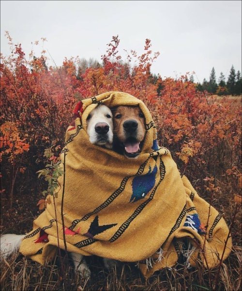 Собака в одежде осенью