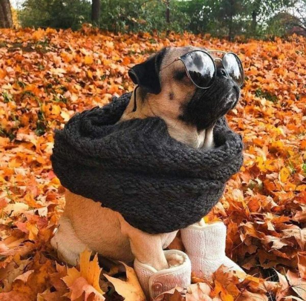Осенний Мопс